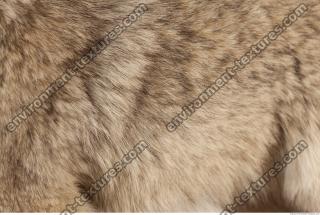 photo texture of fur 0018